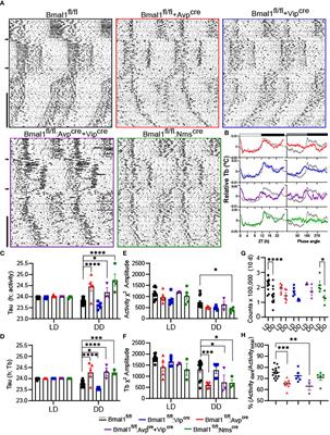 Female fertility does not require Bmal1 in suprachiasmatic nucleus neurons expressing arginine vasopressin, vasoactive intestinal peptide, or neuromedin-S